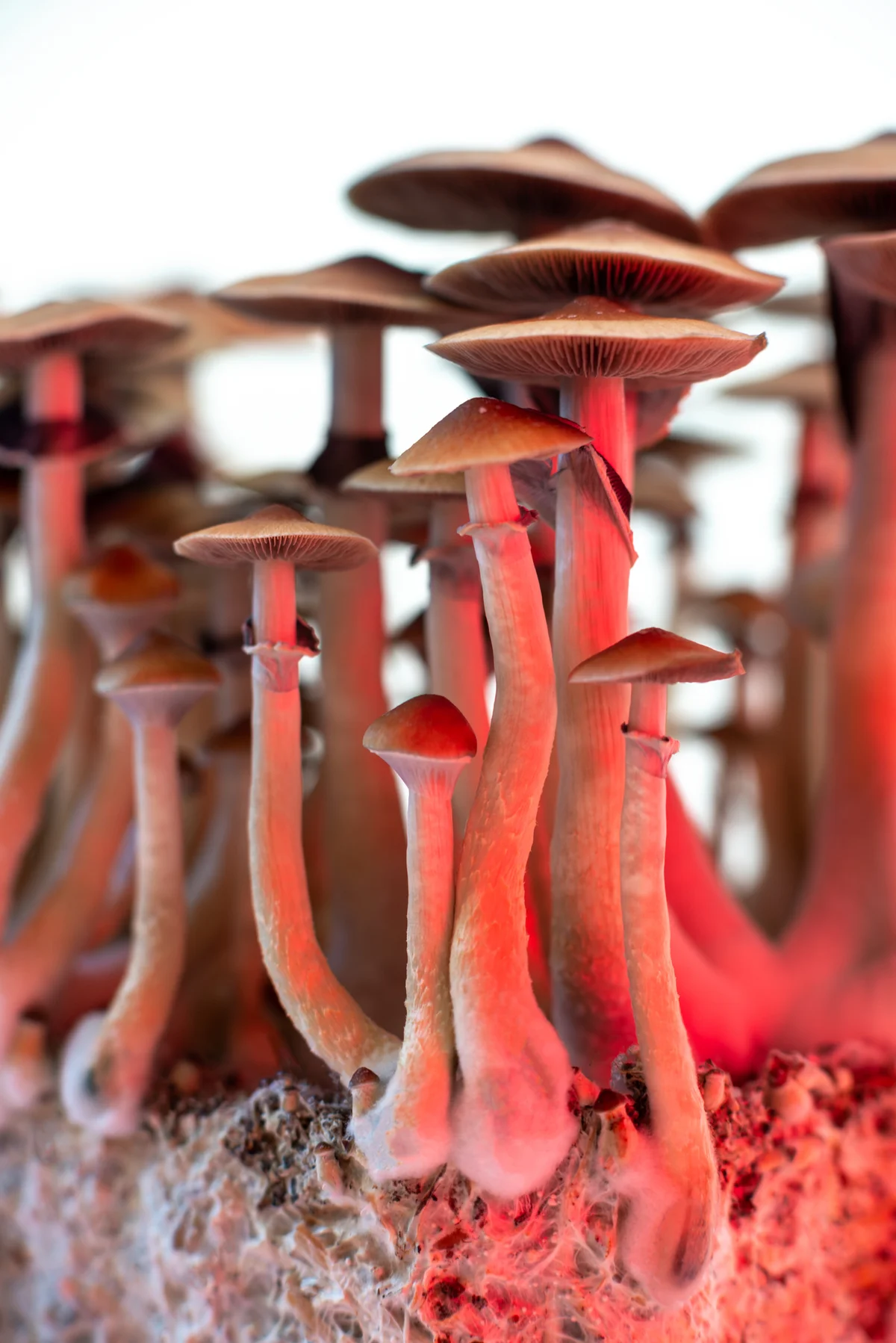 Psychedelic Magic Mushrooms In Colored Magic Forest, Jungle, 80s Vibe Nostalgia Ai Generative
