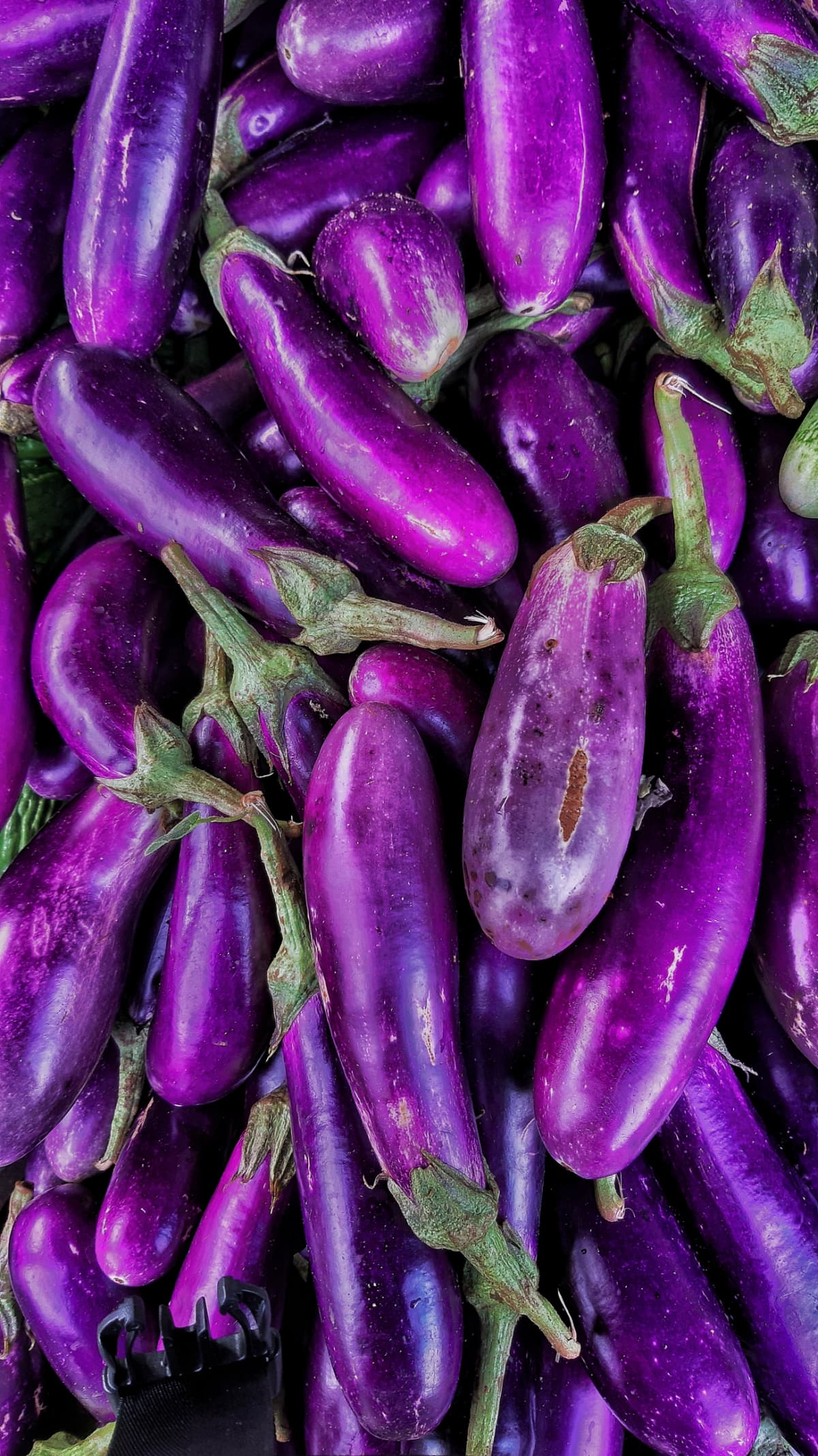 BOXFORD, MA - AUGUST 9: Fairytale eggplant at the roadside farm stand at Paisley Farm and Greenhouses in Boxford, Mass., Aug. 9, 2017. (Photo by Lane Turner/The Boston Globe via Getty Images)