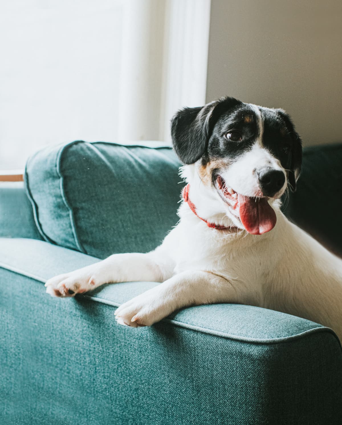 Young black and white dog sits on a comfortable blue sofa in front of a window, his paws over the arm of the chair and tongue hanging out.