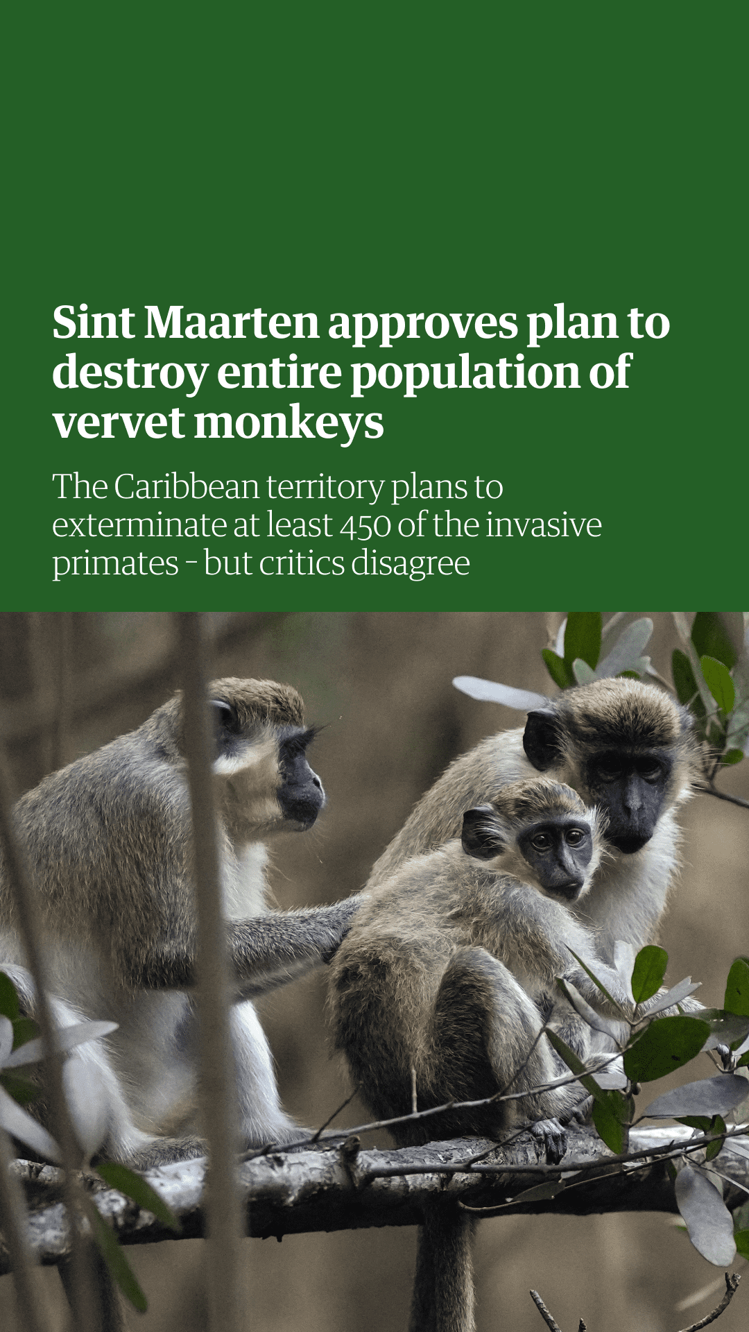 Sint Maarten approves plan to destroy entire population of vervet