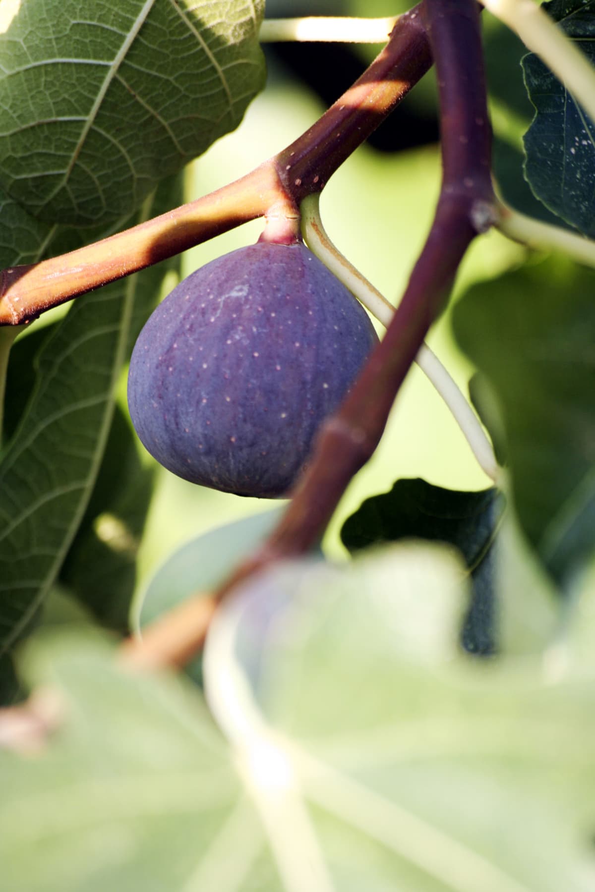 Fig, Ficus carcia. (Photo by FlowerPhotos/Universal Images Group via Getty Images)
