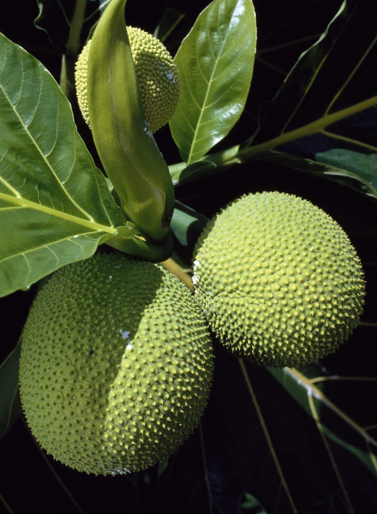 FRENCH POLYNESIA - OCTOBER 17: Fruit of the Breadfruit (Artocarpus altilis), Moraceae, French Polynesia (French Overseas Territory). (Photo by DeAgostini/Getty Images)