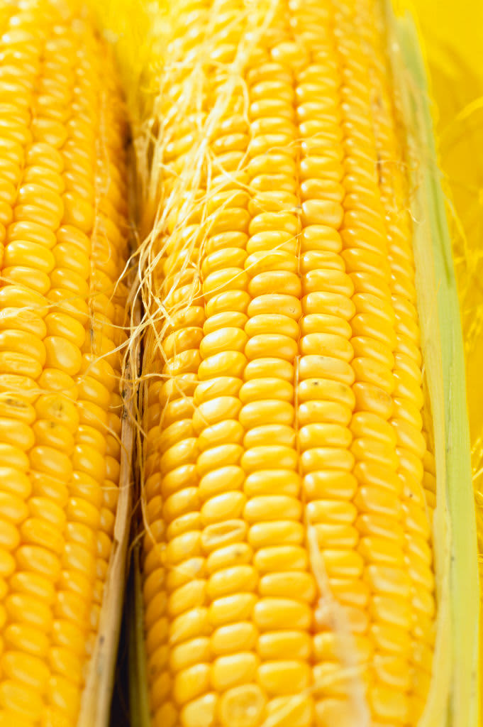 (GERMANY OUT)   Food, Corn, corn on the cob   (Photo by Stanzel\ullstein bild via Getty Images)