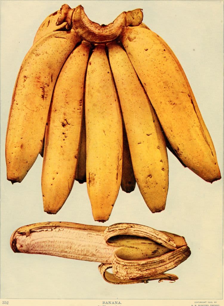 Color photograph of a bunch of bananas (genus Musa) and an individual banana, partially peeled, from the volume 'Birds and Nature, ' published by AW Mumford and illustrated, via color photography, by William Kerr Higley, 1900. Courtesy Internet Archive. (Photo by Smith Collection/Gado/Getty Images)