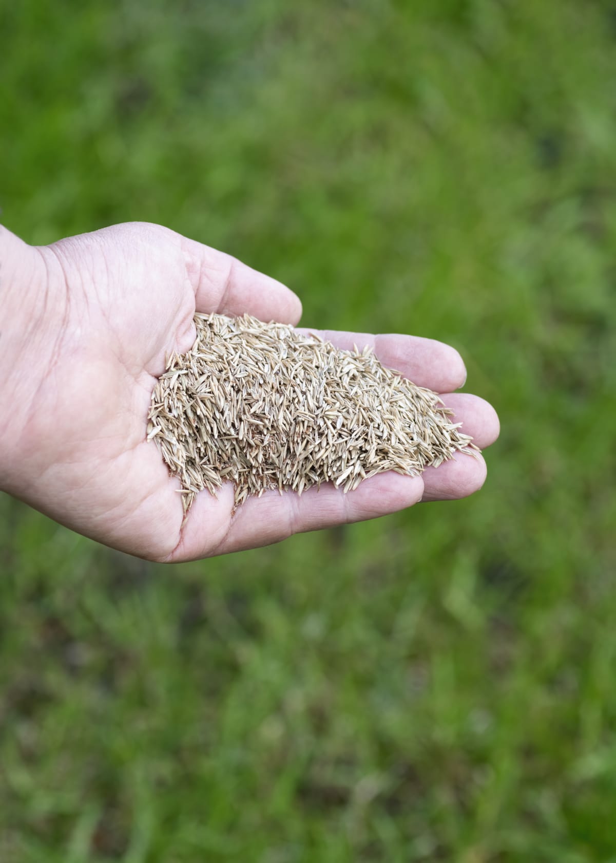 Hand holding grass seed over a patchy lawn.