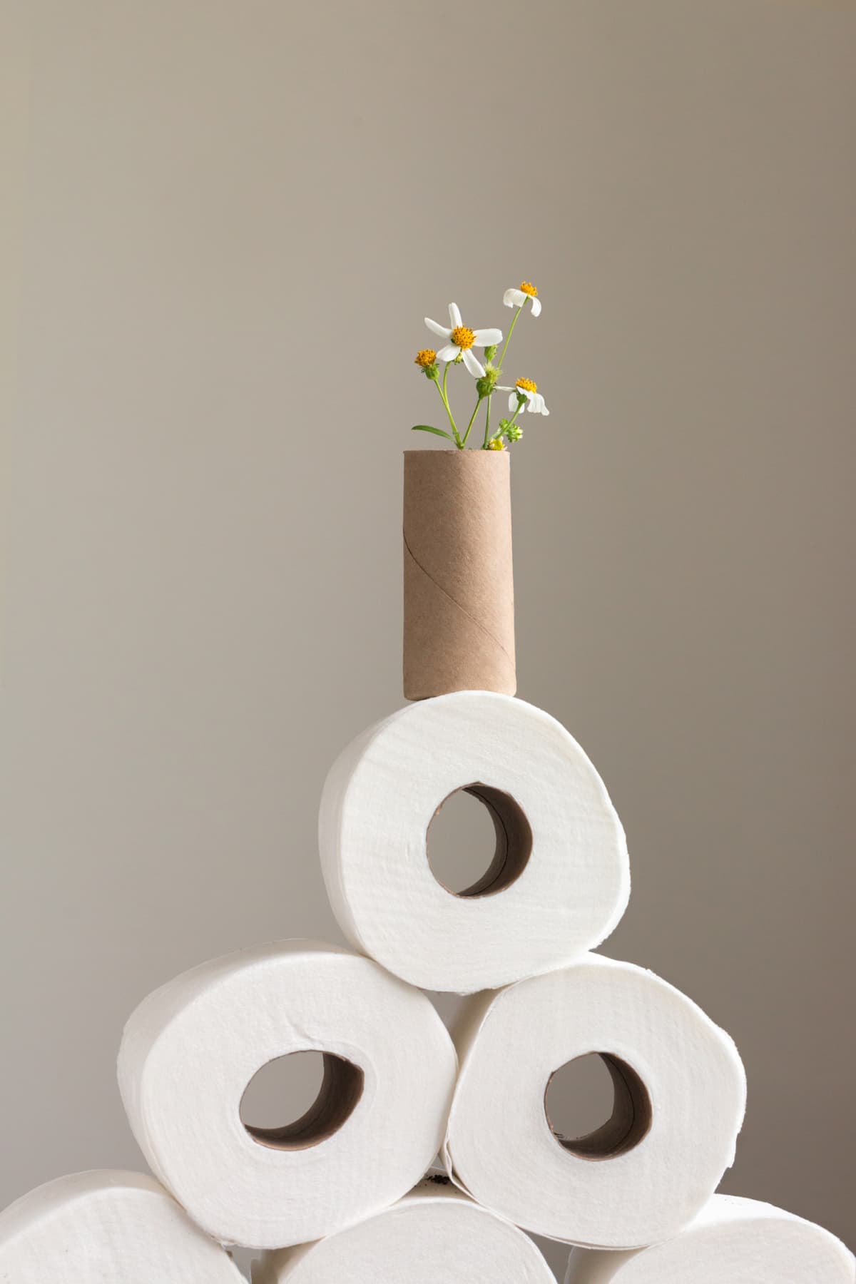 Wildflower growing in toilet paper roll