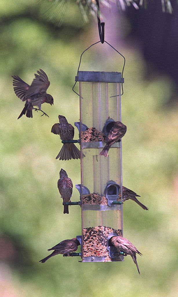 Birds perching on a feeder