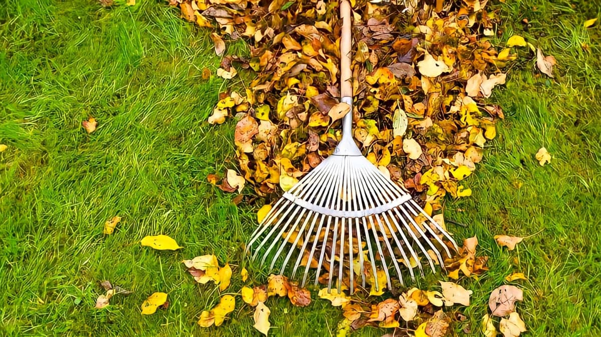 A rake resting on Fall leaves and grass.