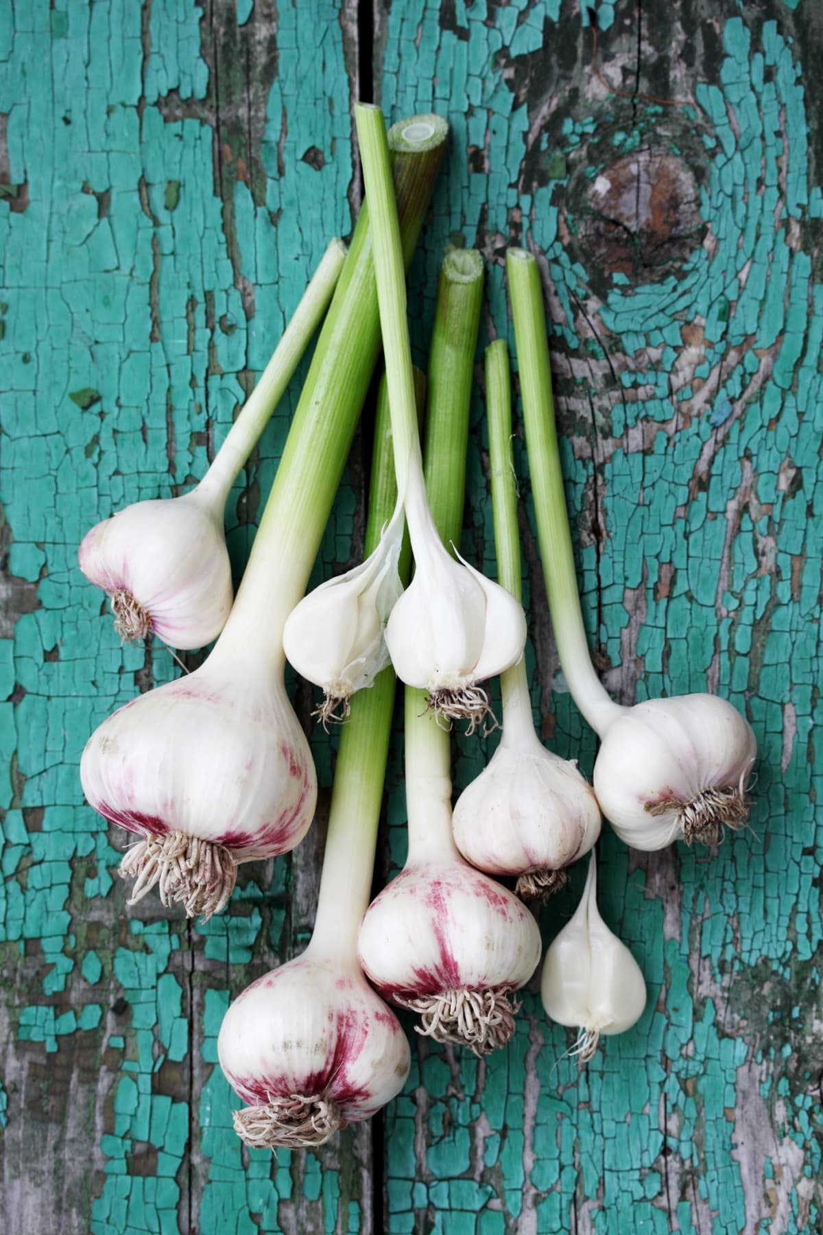 Fresh garlic on a wooden board painted