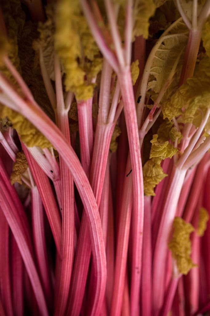 Hampshire, England, UK, Freshly picked rhubarb placed in a wooden garden trugg. (Photo by: Peter Titmuss/Education Images/Universal Images Group via Getty Images)