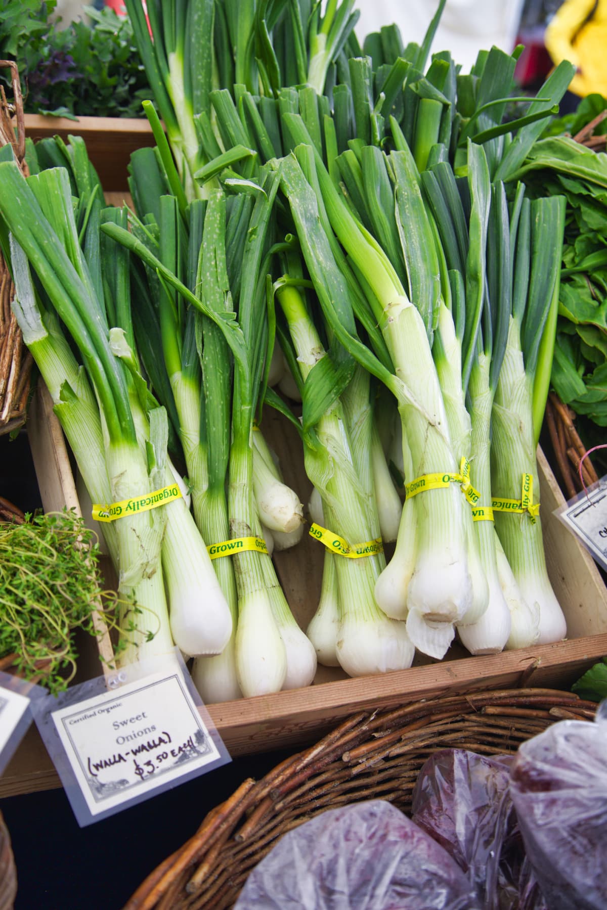 Bundles of green onions on display at a market