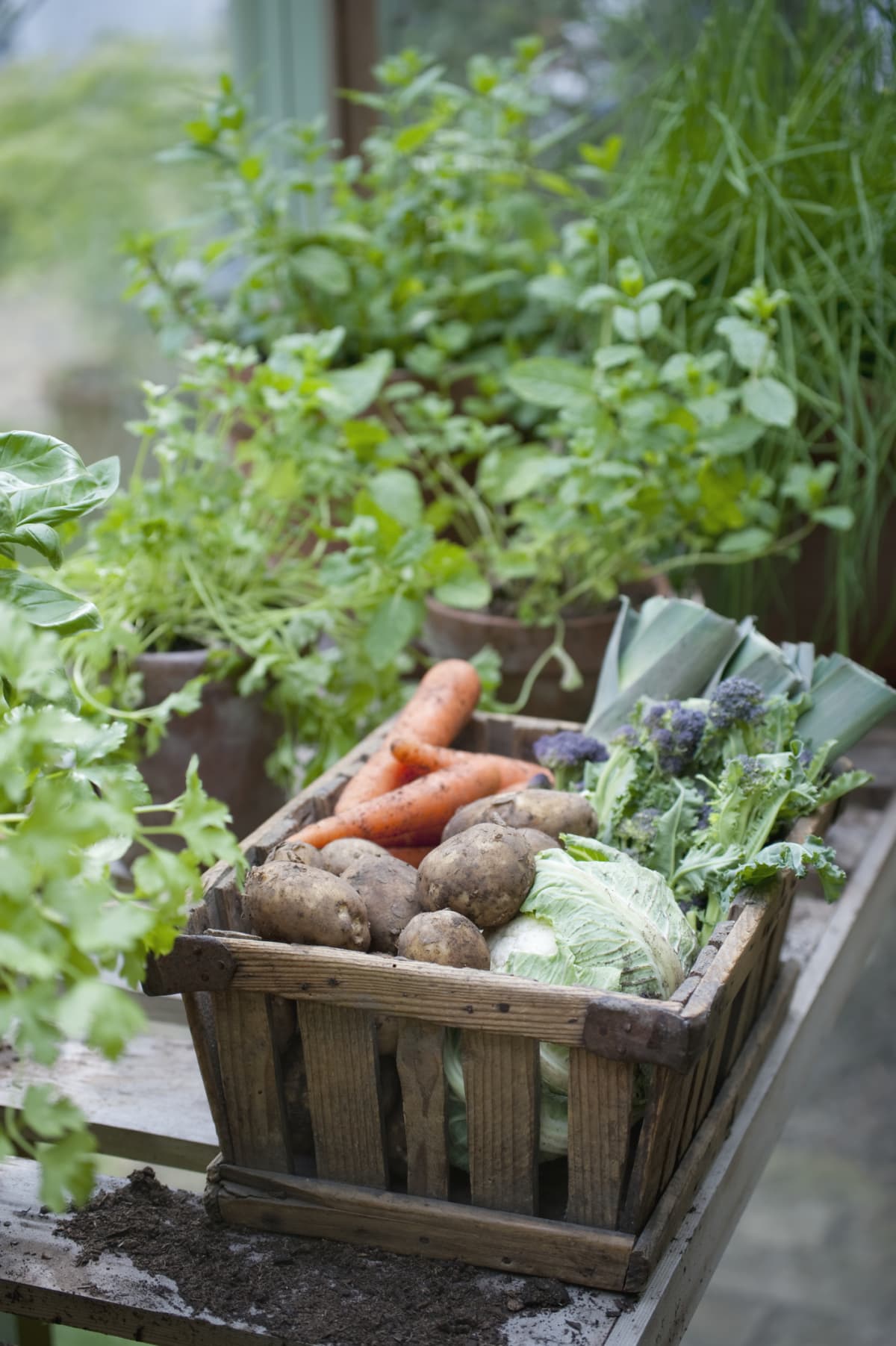Wooden crate of fresh vegetables such as carrots and potatoes