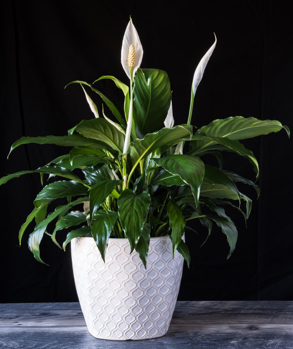 A flowering peace lily on window sill at home