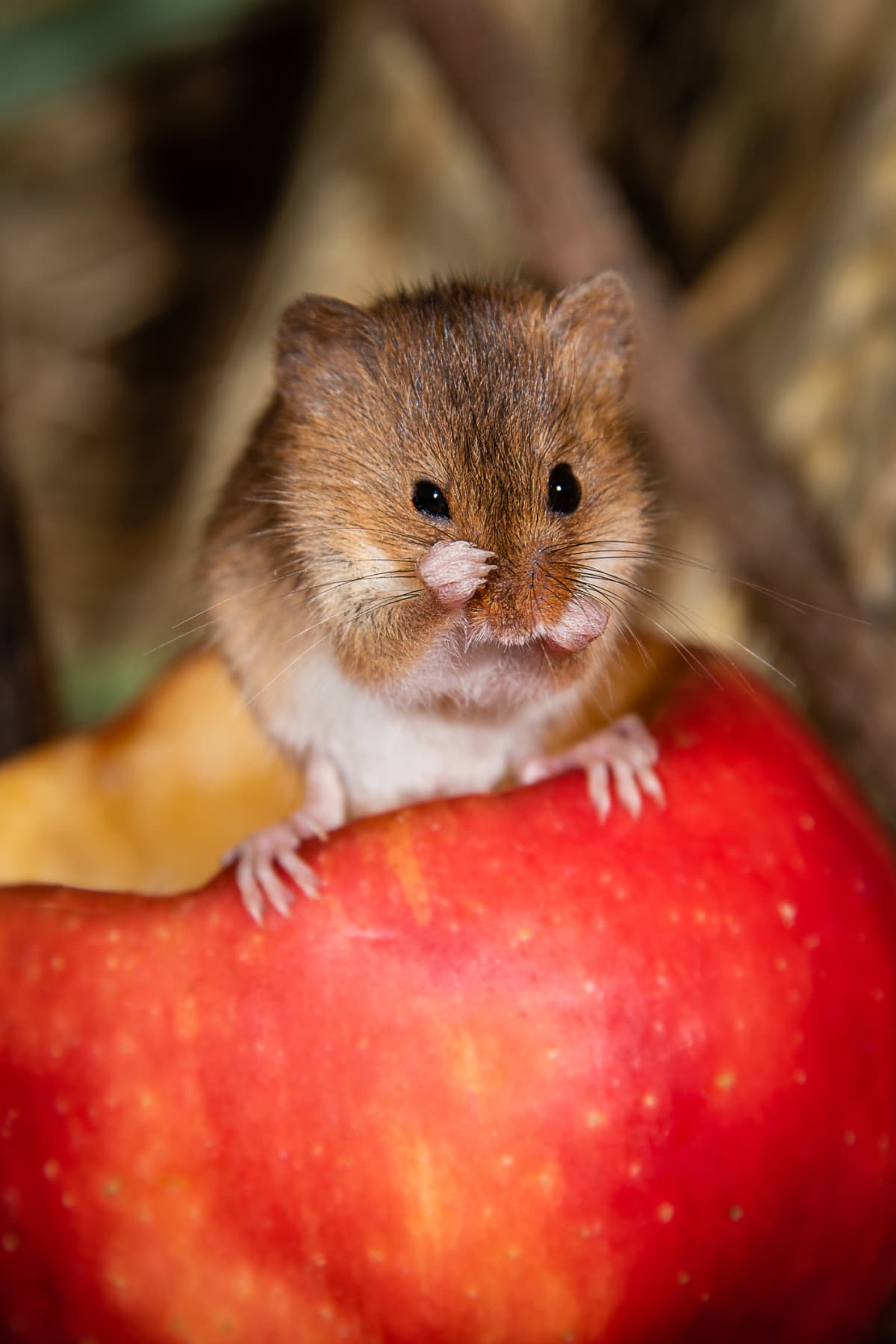 A harvest mouse sits on the edge of a half eaten apple. It has one paw on its face.