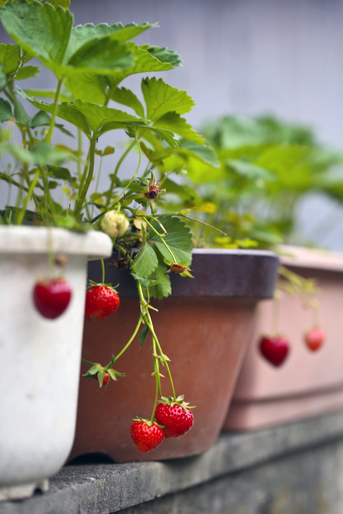 Strawberry growing in the pot