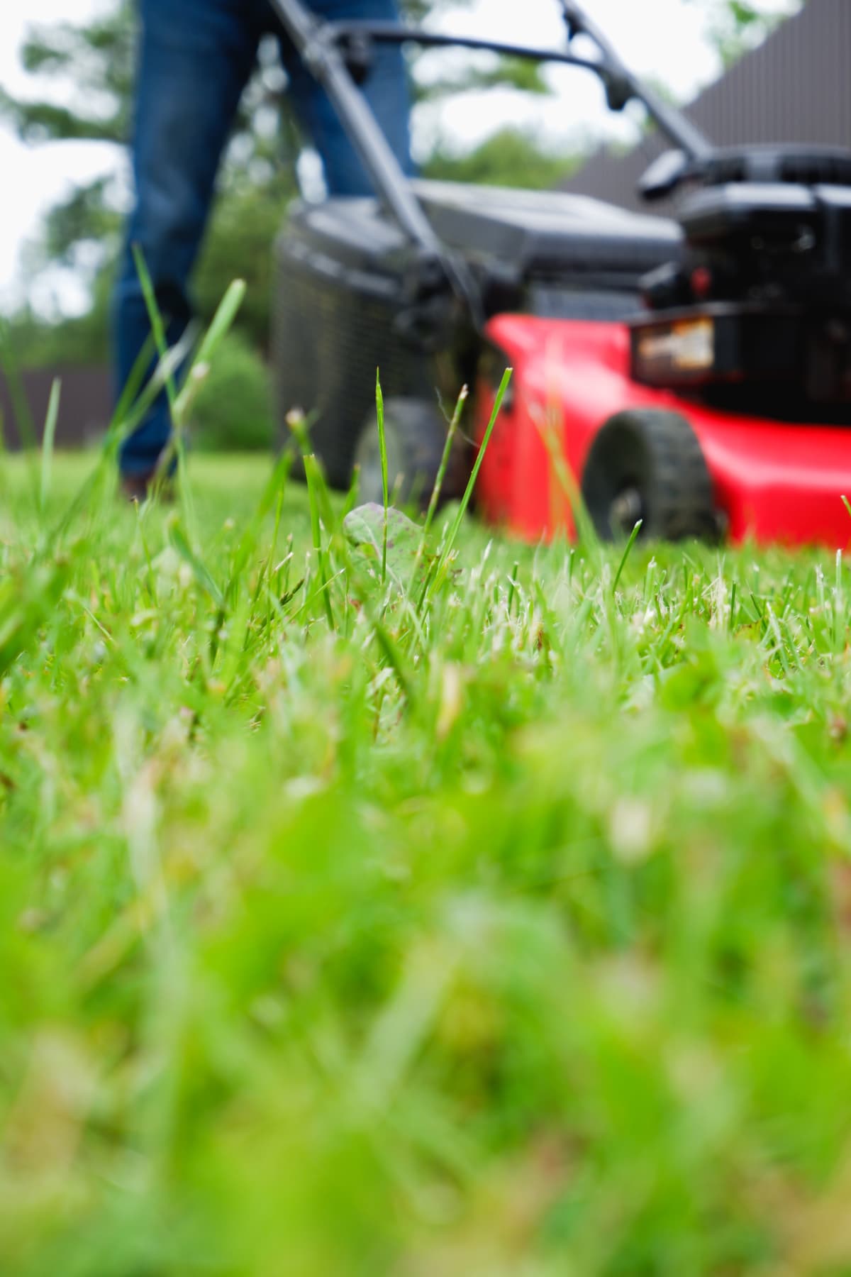 A man in a plaid shirt and blue jeans mows the grass with a lawn mower