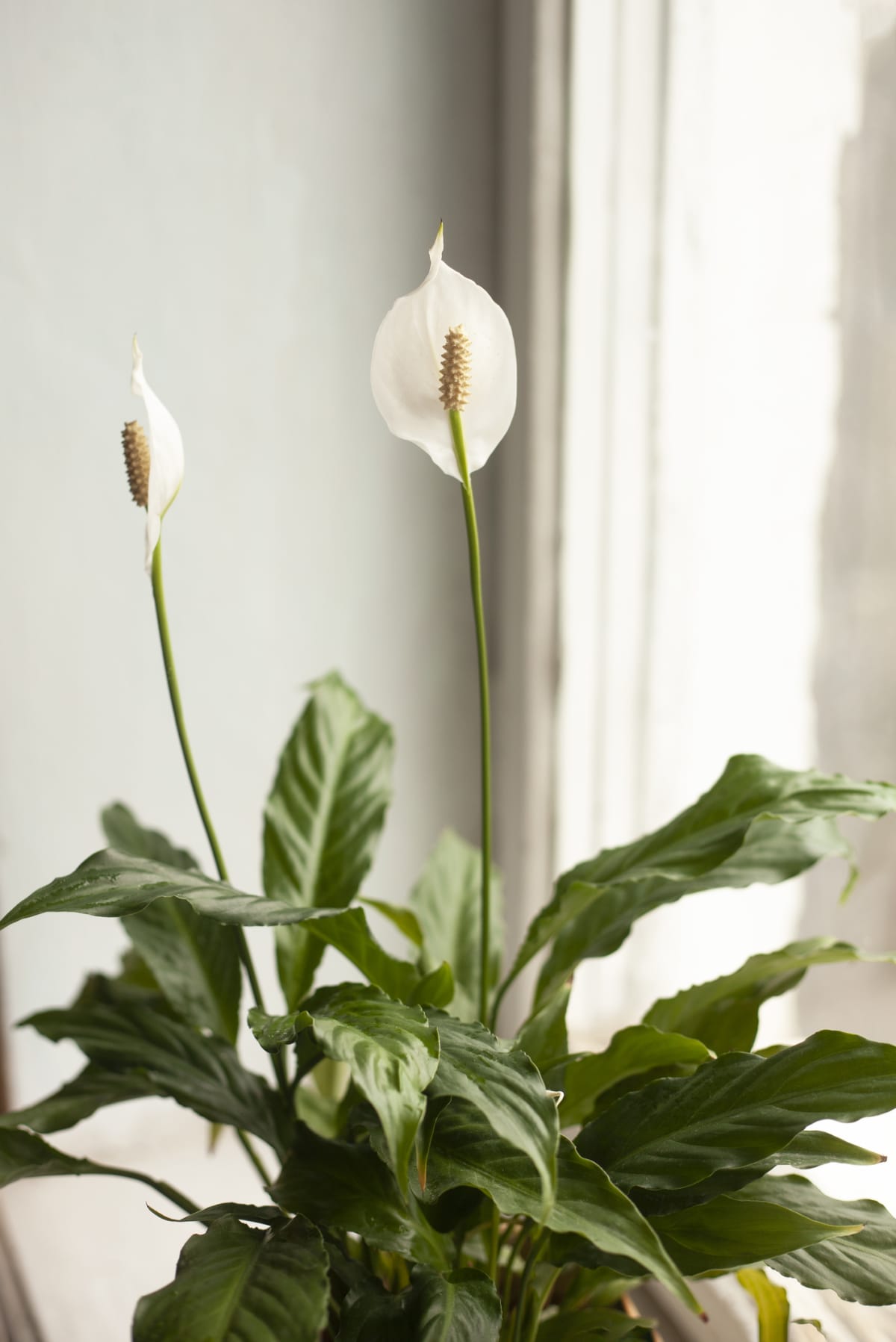 Peace lily growing by the window