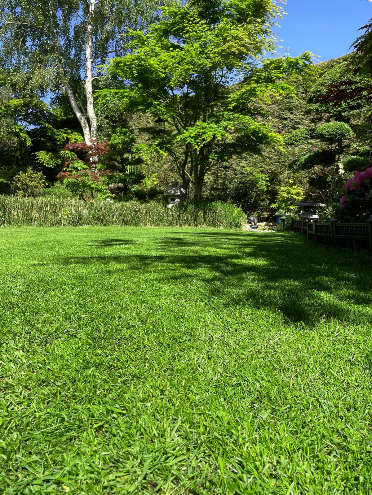 Stock photo showing close-up view of reseeded lawn rejuvenation after being sown with grass seed as part of Spring lawn maintenance. Oriental garden border with flowering azalea shrubs, Japanese maples and a Japanese stone lantern.