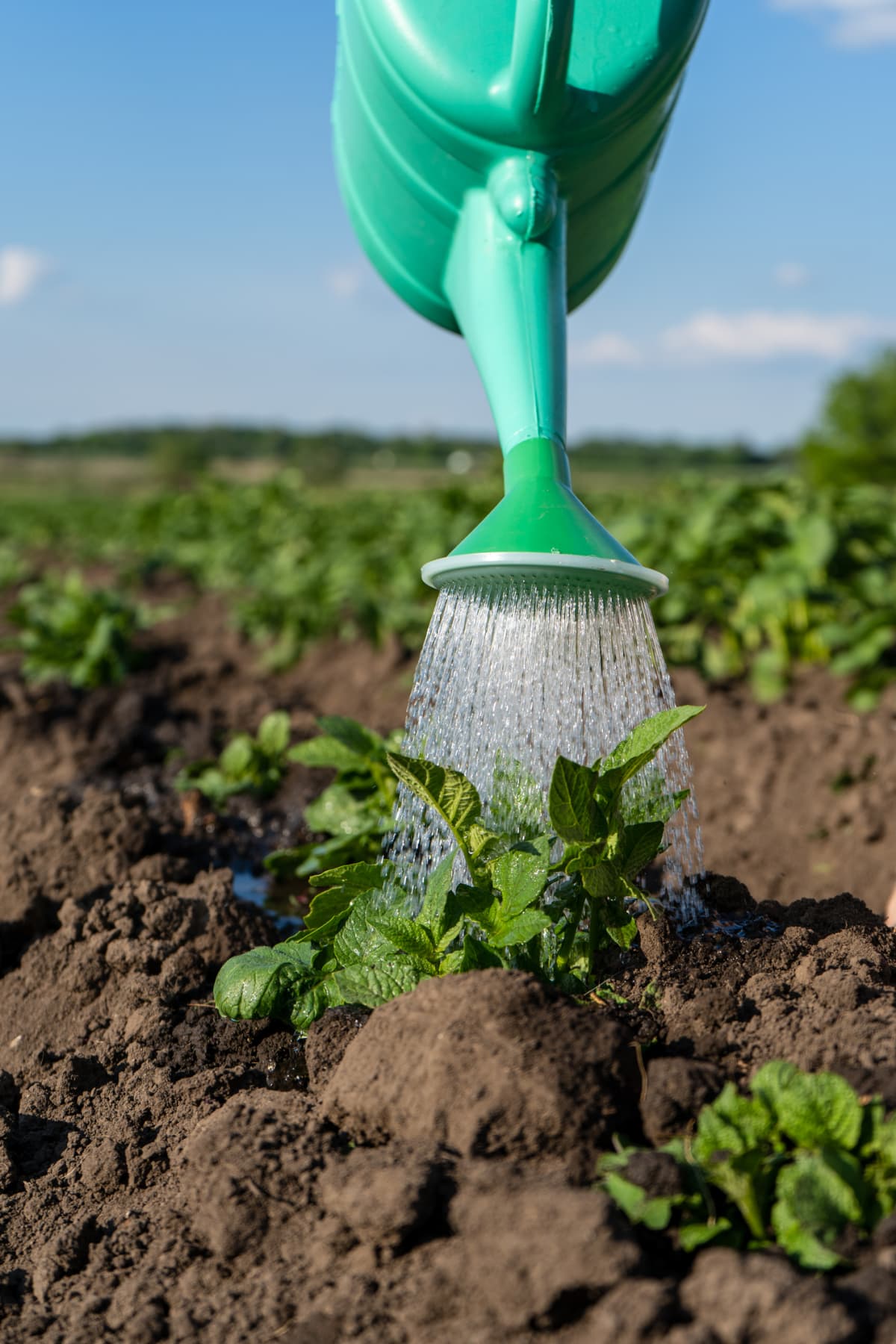 A plastic watering can pours water on the beds. Close-up of a bed of potatoes being watered from a watering can. High quality photo.