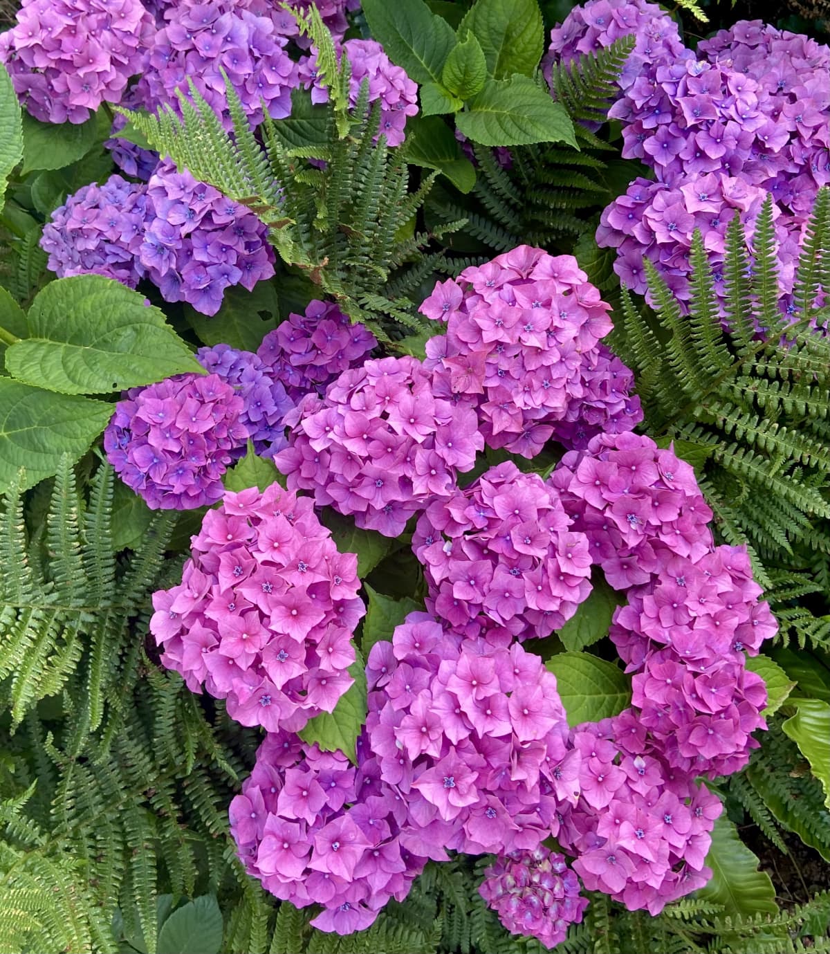 A bunch of purple hydrangeas