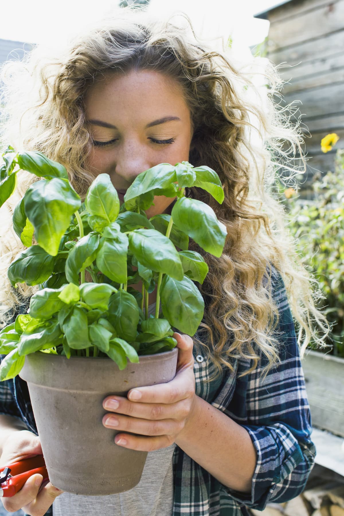 A woman holding potted basil plant