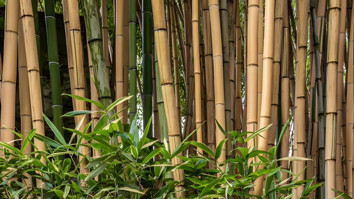 Bamboo plants in the garden