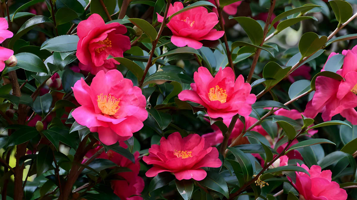 Sasanqua camellia plants in yard
