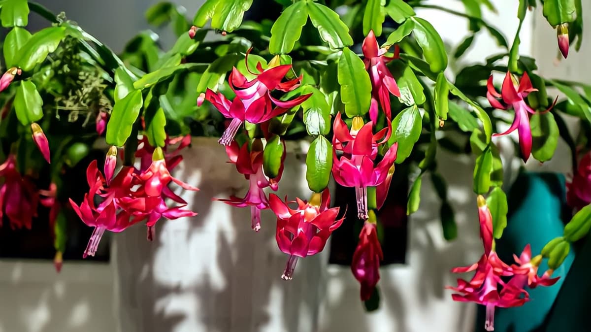 Christmas cactus with pink flowers