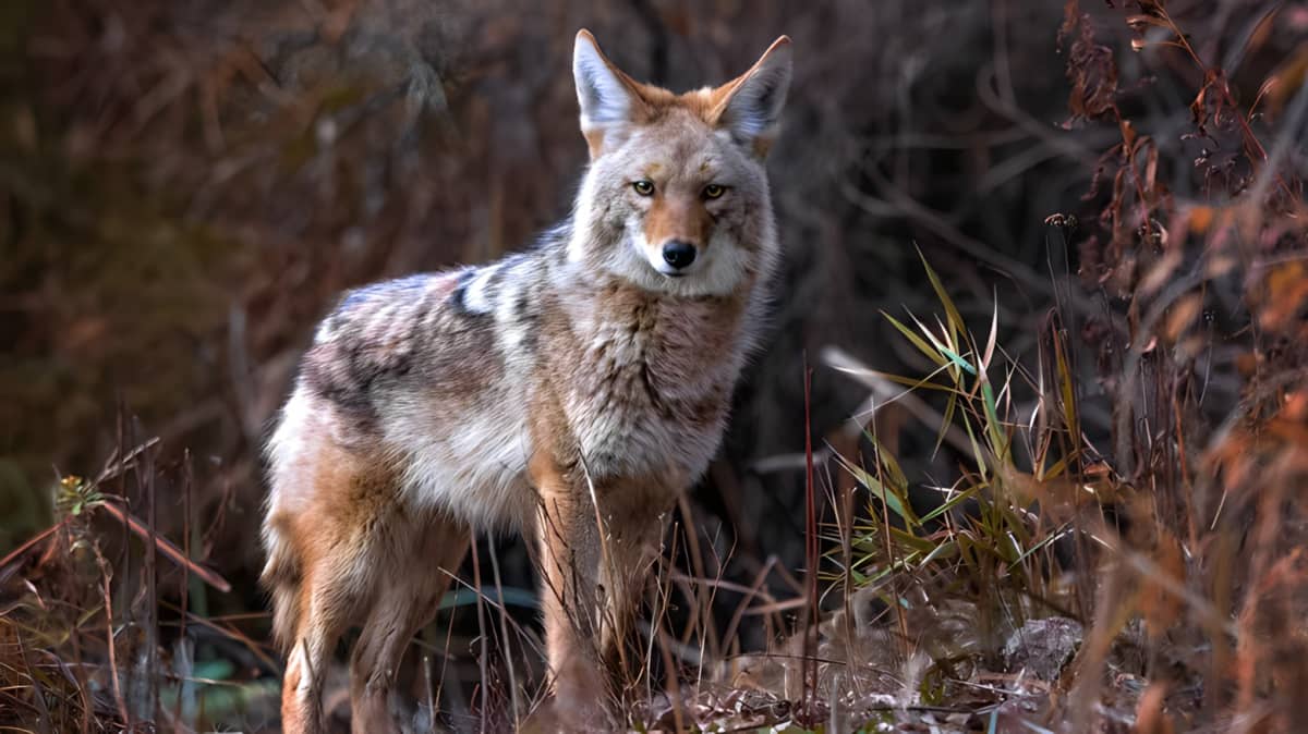 Coyote standing in nature