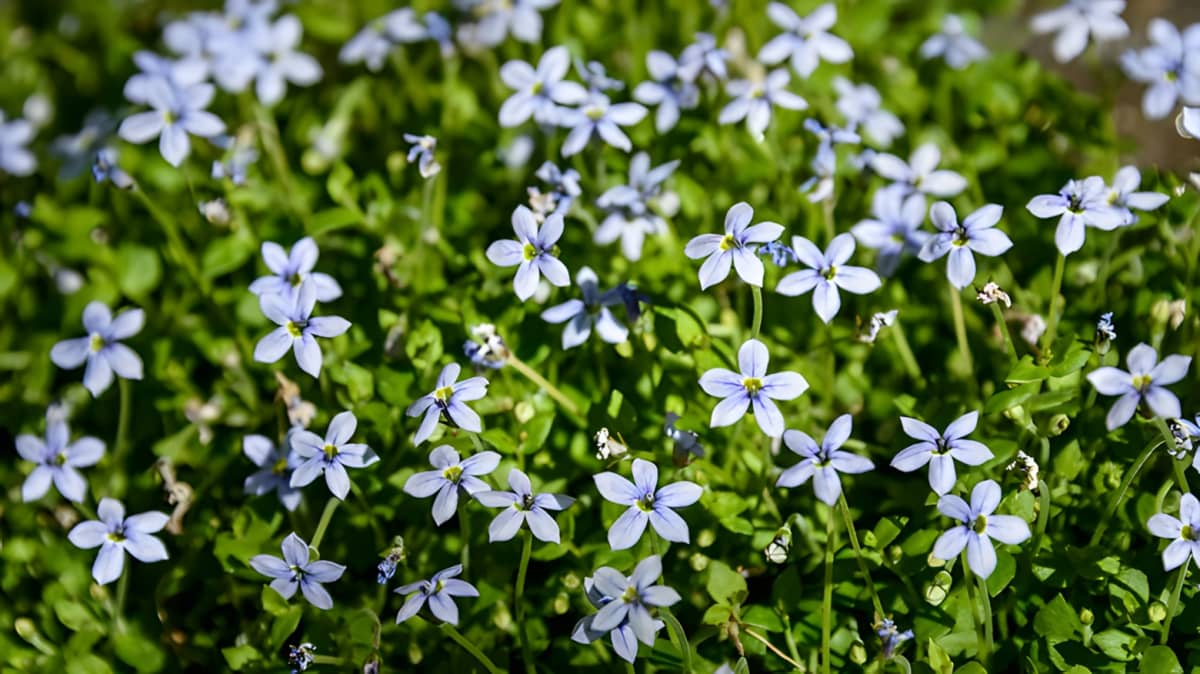 Blue star creeper in full bloom