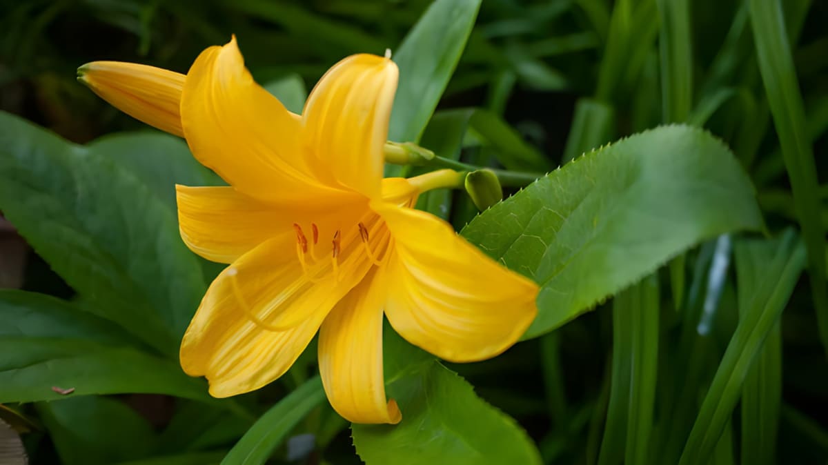 Yellow day lily in bloom