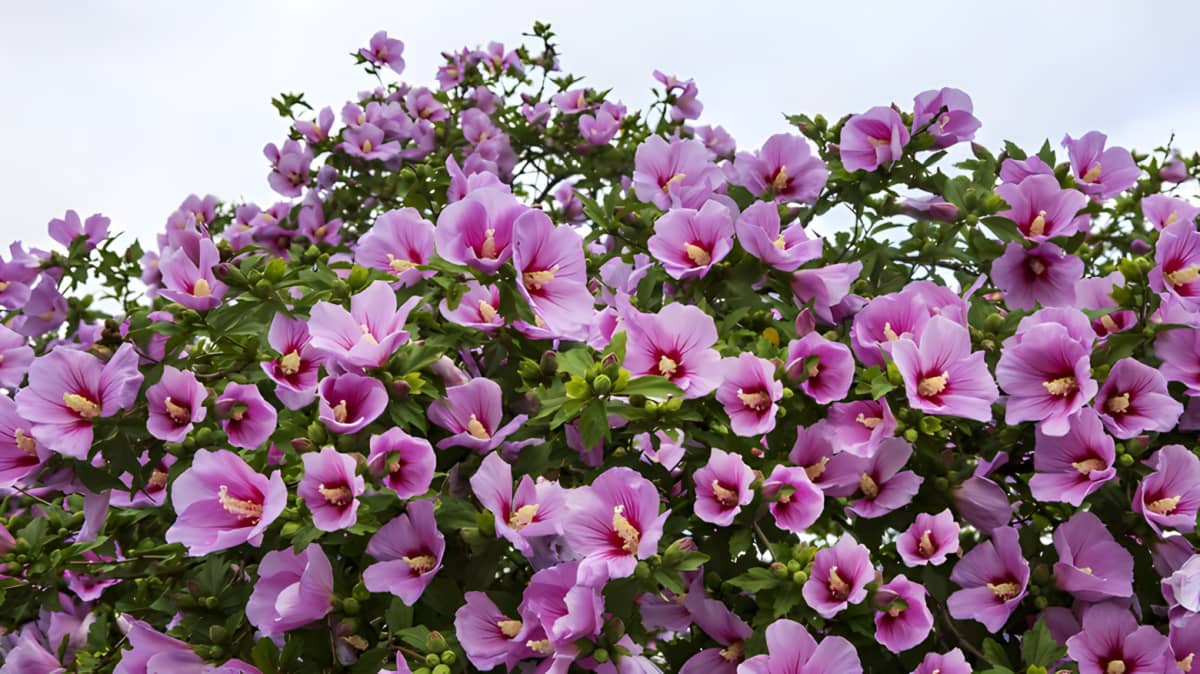 Purple hibiscus bush