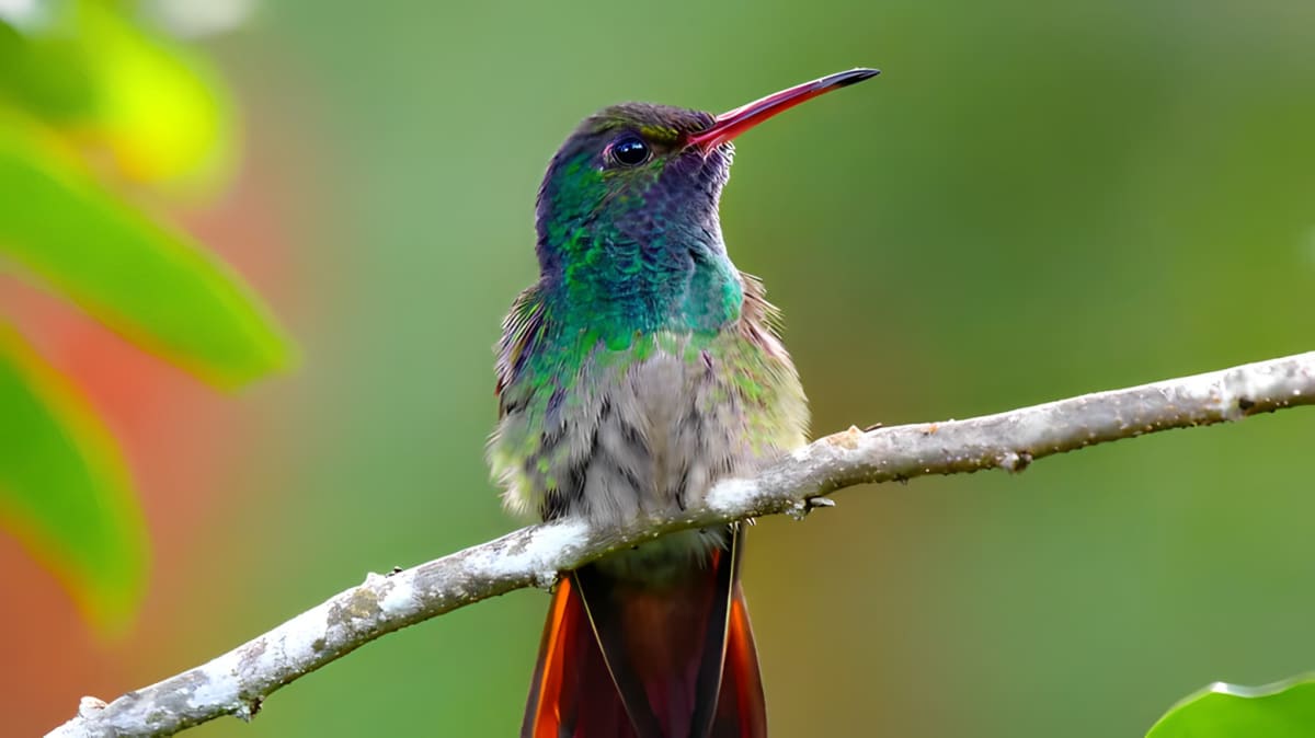 A hummingbird perched on a branch