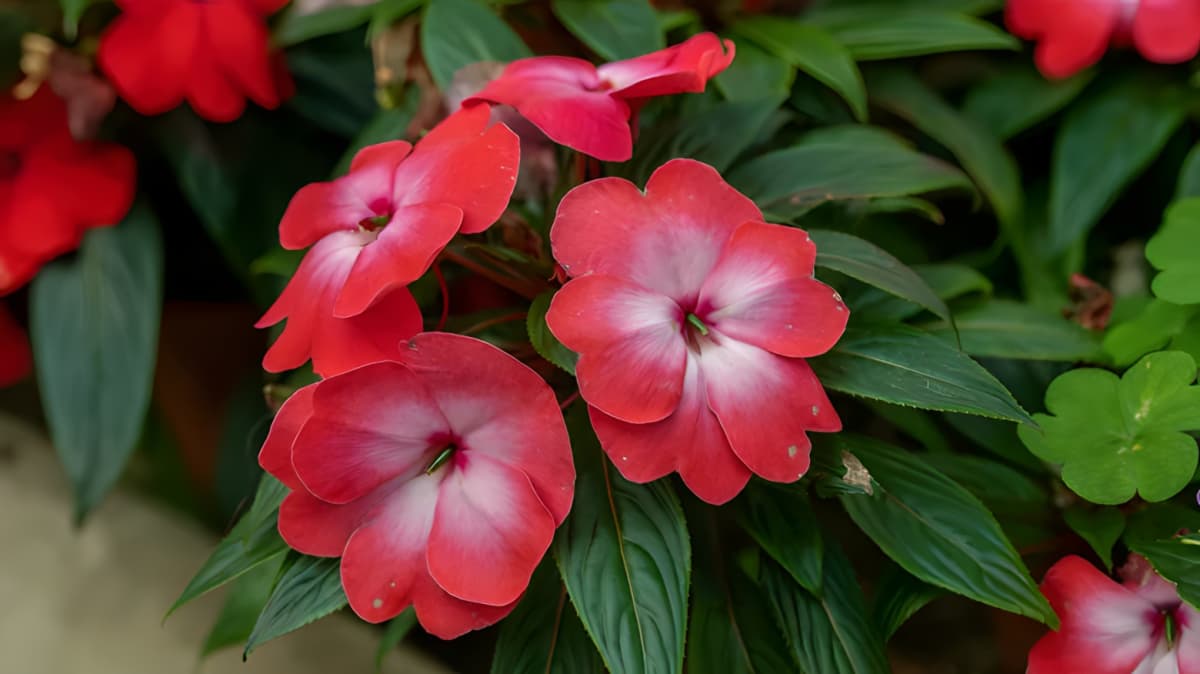 New Guinea impatiens in full bloom