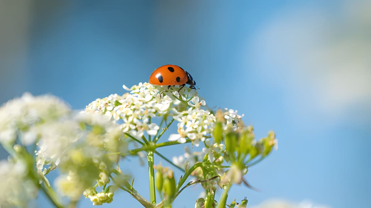 A ladybug resting on a flower