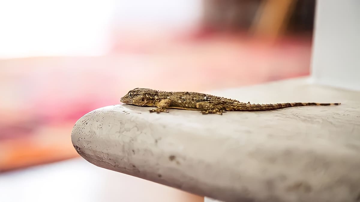 Lizard resting inside home