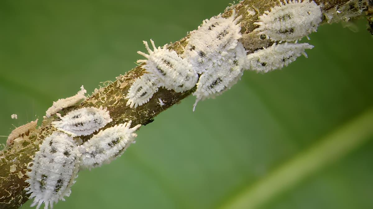 Close-up of several mealybugs 