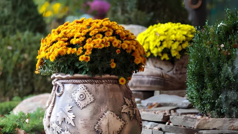 Yellow mums in ornate pot
