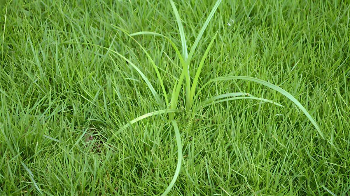 Nutsedge growing amid regular grass