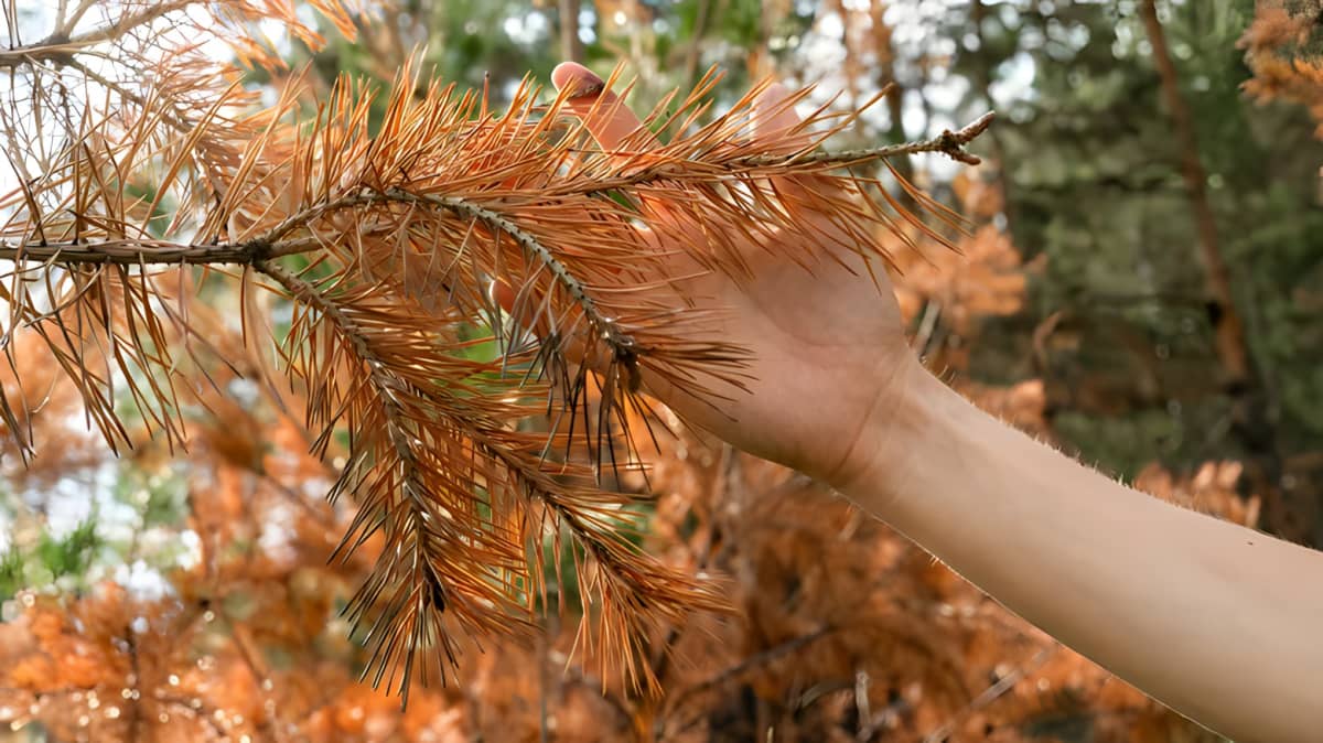 A person touching dried pine needles on a tree.