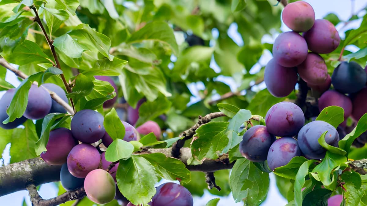 Plums growing on a fruit tree