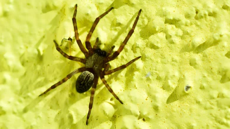 American house spider crawling on yellow wall