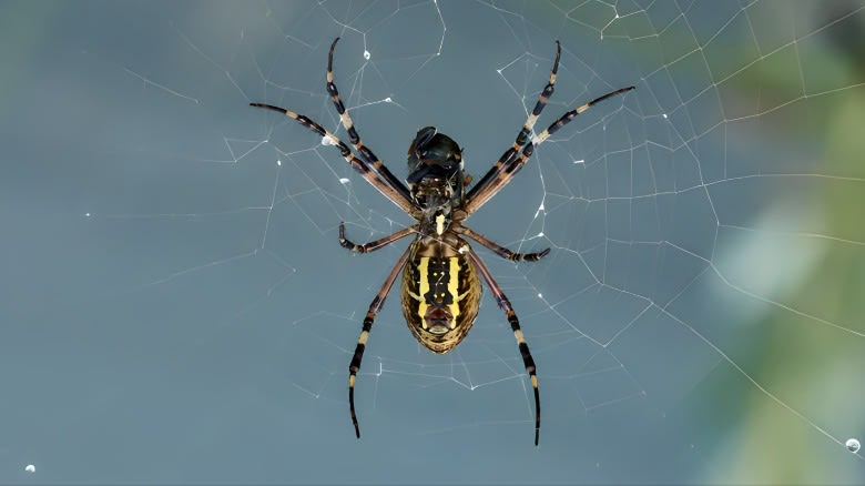 Spider in its web