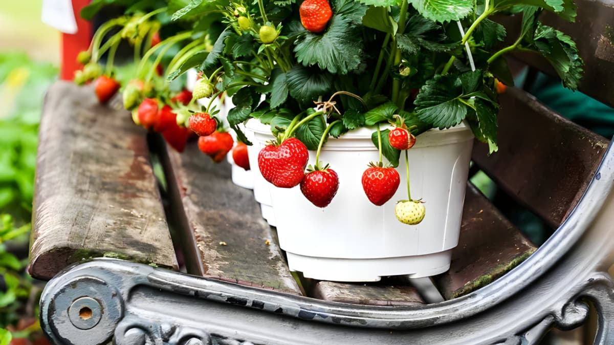 Strawberry pots on bench