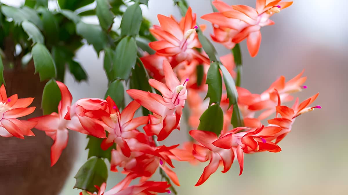 A potted Christmas cactus in full bloom