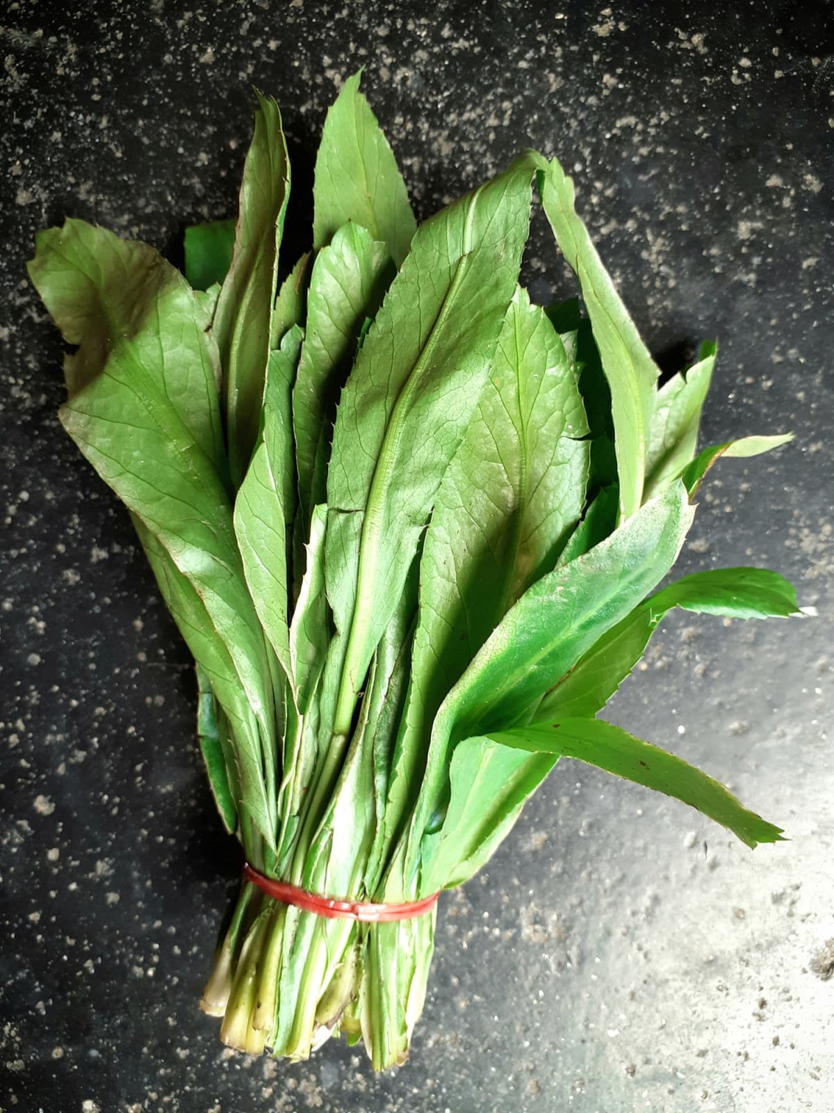 A closeup of bunches of culantro coyote and cilantro leaves in the market
