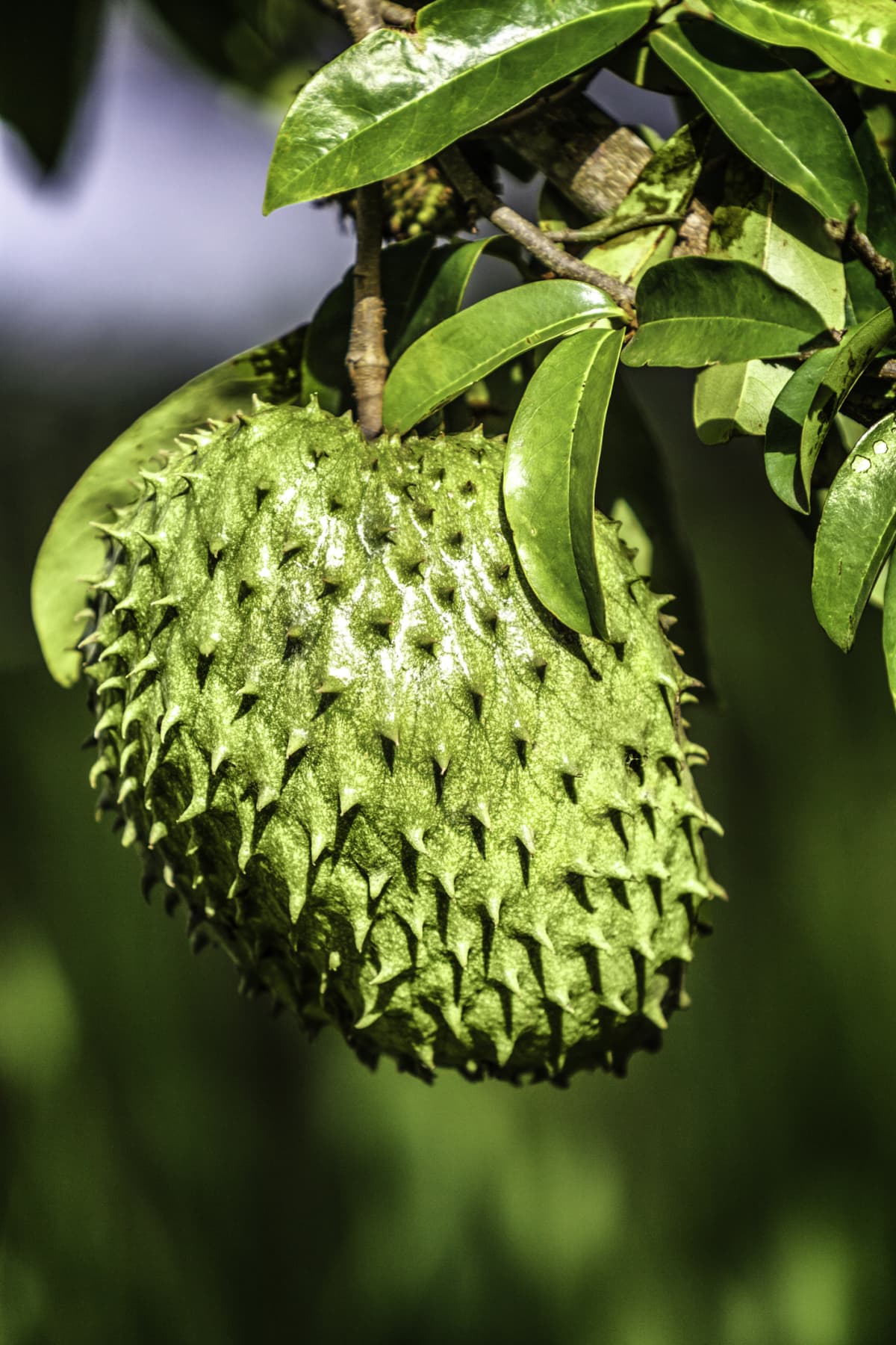 Soursop on the tree