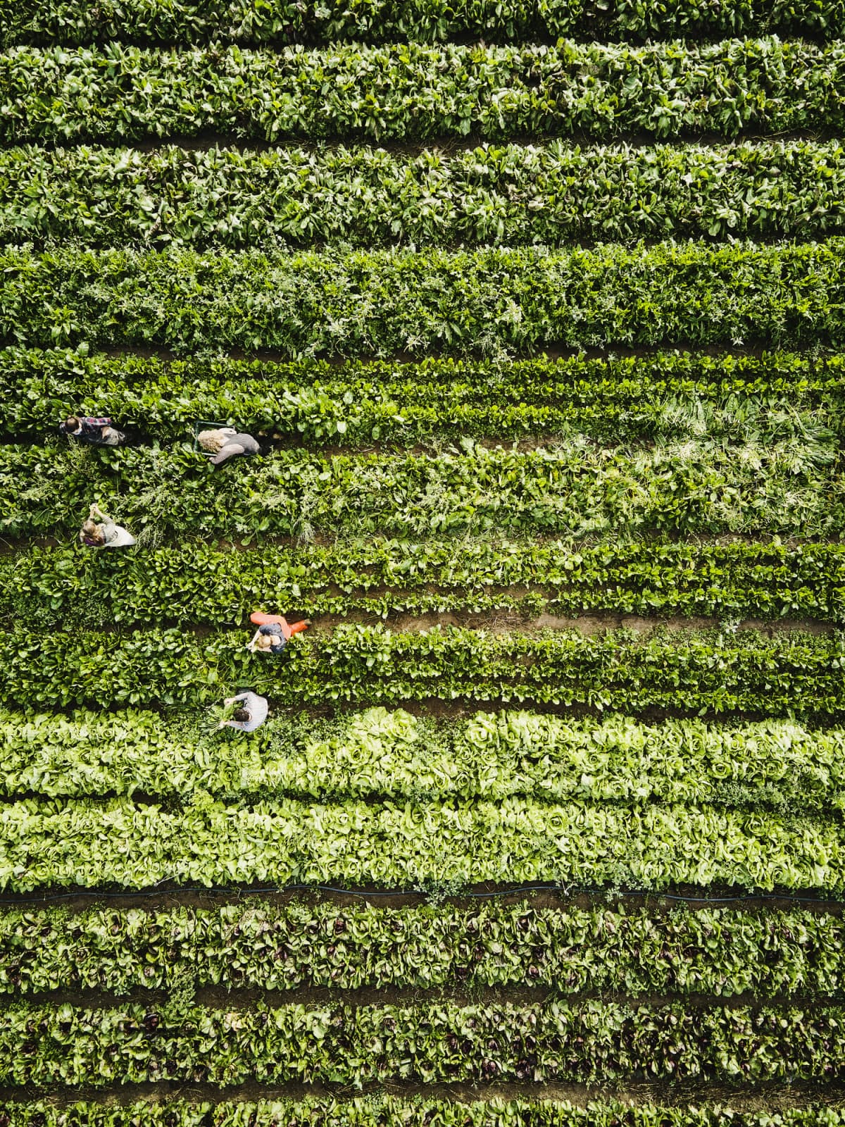 Aerial shot of farmers harvesting kale