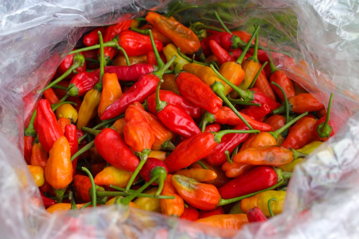 A pile of datil peppers