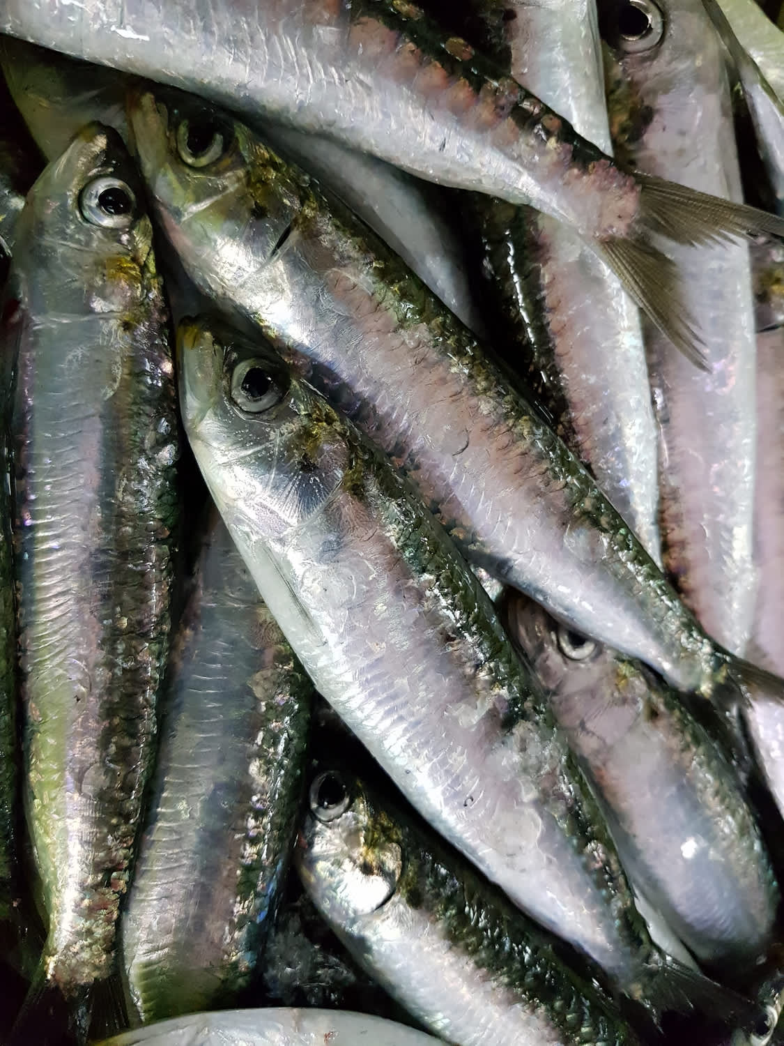 Close up of sardines